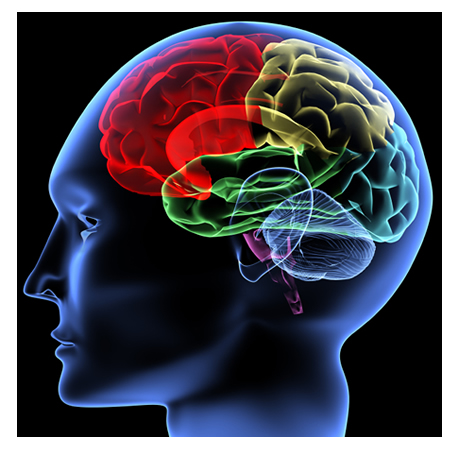 new_brain.jpg