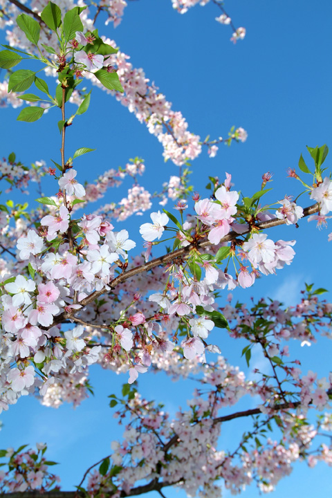 spring01.jpg