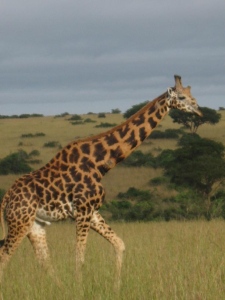 Giraffe.jpg