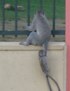 monkey hanging on tail.jpg
