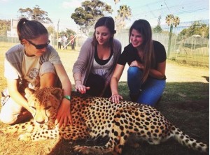 Students pet a cheetah in Capetown, South Africa. (Photo by Atalanta Benitz)
